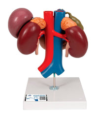 MODEL KIDNEYS WITH REAR ORGANS OF UPPER ABDOMEN