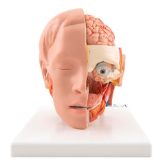 MODEL DELUXE HEAD MODEL