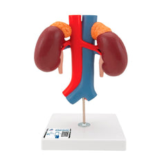 MODEL KIDNEYS WITH VESSELS