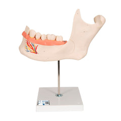 MODEL HALF LOWER JAW