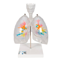 MODEL CT BRONCHIAL TREE WITH LARYNX AND TRANSPARENT LUNGS