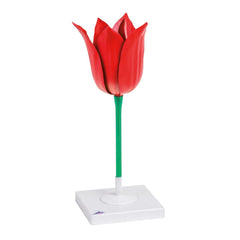 MODEL TULIP