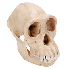 MODEL CHIMP SKULL