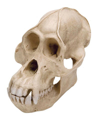 MODEL ORANGUTAN SKULL