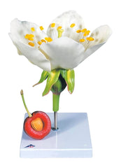MODEL CHERRY BLOSSOM