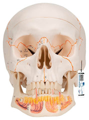 MODEL SKULL WITH OPENED LOWER JAW