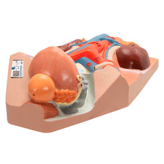 MODEL MALE URINARY SYSTEM