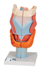 MODEL LARYNX 7 PART