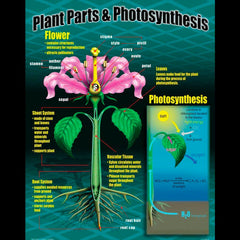 POSTER ECOSYSTEMS 4-PACK SET