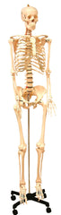 UNITED SCIENTIFIC HUMAN SKELETON MODEL LIFE SIZED