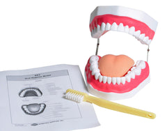 UNITED SCIENTIFIC ORAL HYGIENE MODEL
