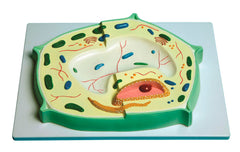 UNITED SCIENTIFIC PLANT CELL MODEL