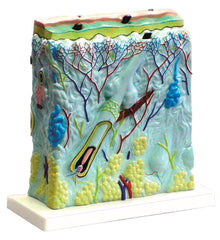 UNITED SCIENTIFIC SKIN MODEL