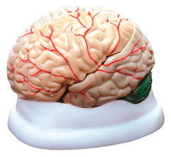 UNITED SCIENTIFIC BRAIN MODEL 3-PART