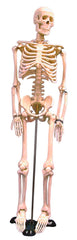 UNITED SCIENTIFIC HUMAN SKELETON MODEL 85CM