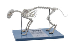 CAT SKELETON MODEL