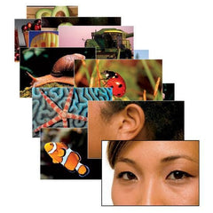 LANGUAGE BUILDER PICTURE NOUNS 2