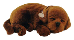 PERFECT PETZZZ CHOCOLATE LAB