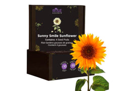 SUNNY SMILE SUNFLOWER 4PK
