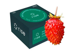 MINI SNACKABLE STRAWBERRIES 4PK