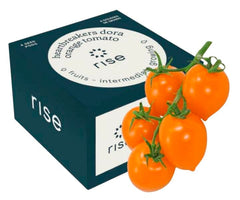 HEARTBREAKERS ORANGE DORA 4PK