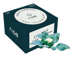 BABY CAULIFLOWER 4PK