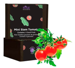 MINI SIAM TOMATO 4PK