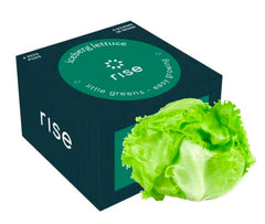 ICEBERG LETTUCE 4PK