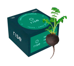 NERO TONDO BLACK RADISH 4PK