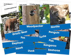 CARDS FOSS ANIMALS+THEIR YOUNG 6/S OF 12