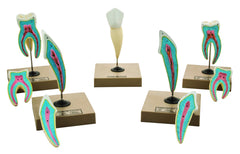 MODEL HUMAN TEETH SET OF 5