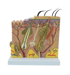 UNITED SCIENTIFIC HUMAN SKIN MODEL - 70 TIMES ENLARGED