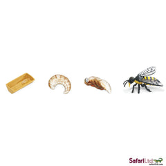 Life Cycle Of A Honey Bee