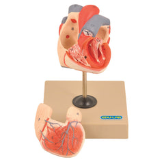 Model Heart 2 Parts