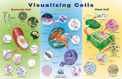 VISUALIZING CELLS LAM POSTER