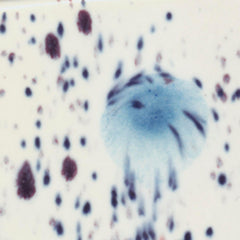 GLAZE SAX CRYSTAL MAGIC PEACOCK EYES PINT