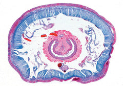 DISC-SLDES ELEMENTARY BIOLOGY S/12
