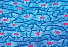 SLIDES MIDDLE SCHOOL SCIENCE S/25