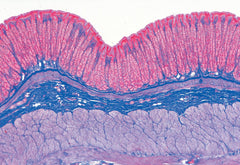 SLIDES BEGINNERS HUMAN TISSUE S/15