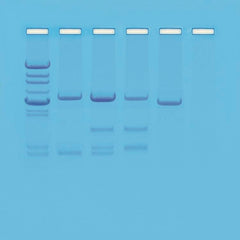 KIT DNA PATERNITY TESTING SIM