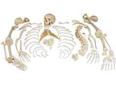 SKELETON HUMAN DISARTICULATED