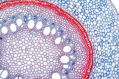 DISC-SLIDE SMILEX CARRION FLOWER EA