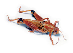 GRASSHOPPER TRACHEAL 3IN+ WET PAIL/100