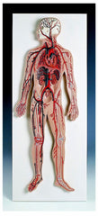 MODEL HUMAN CIRCULATORY SYSTEM 1/2 SIZE