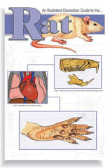 GUIDE RAT DISSECTION