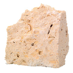 ROCK LIMESTONE FOSSIL LS