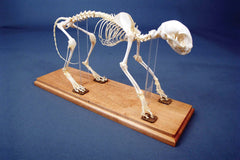 SKELETON CAT ARTICULATED W/COVER
