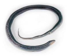 SNAKE NATRIX PLAIN 18-22IN VAC PK/10