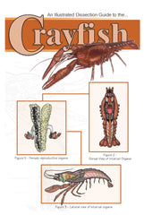 GUIDE CRAYFISH DISSECTION