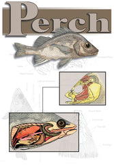 GUIDE PERCH DISSECTION